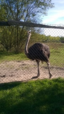 12108141_906645646098236_8426464669797150624_n